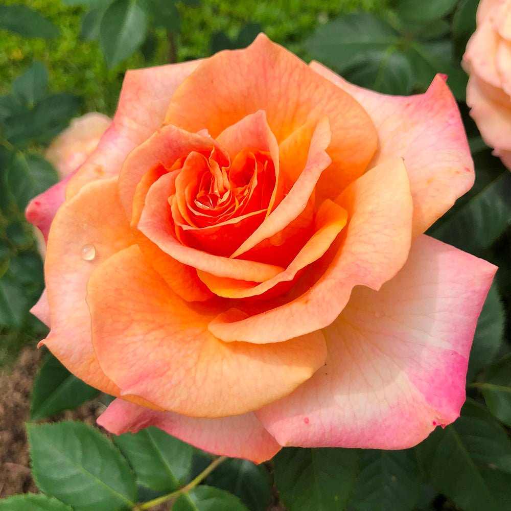 Trandafir Teahibrid roz-portocaliu Better Times, inflorire repetata