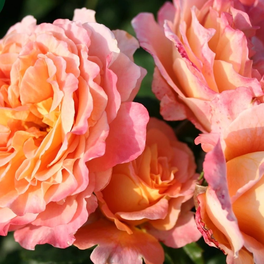 Trandafir Teahibrid roz-sampanie-piersica Augusta Luise, inflorire repetata