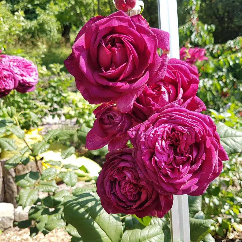 Trandafir Teahibrid roz-purpuriu Goethe-Rose, cu parfum intens