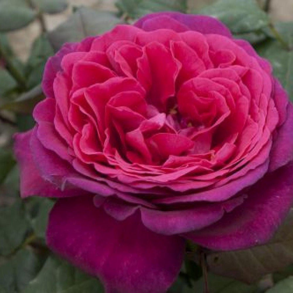 Trandafir Teahibrid roz-purpuriu Goethe-Rose, cu parfum intens