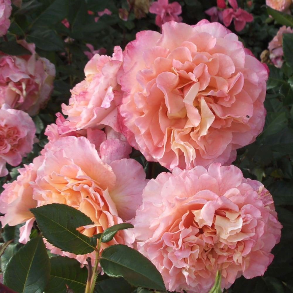 Trandafir Teahibrid roz-sampanie-piersica Augusta Luise, inflorire repetata