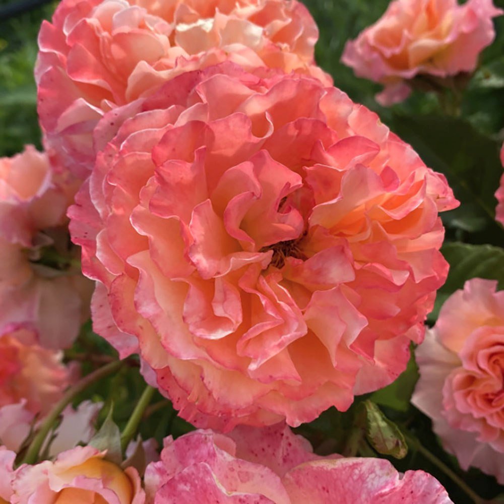 Trandafir Teahibrid roz-sampanie-piersica Augusta Luise, inflorire repetata