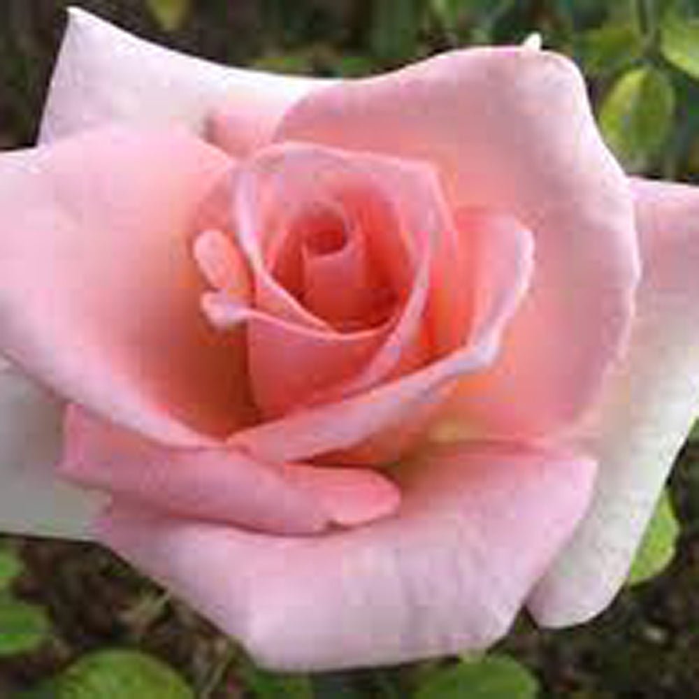 Trandafir Teahibrid roz Summer Lady, inflorire repetata