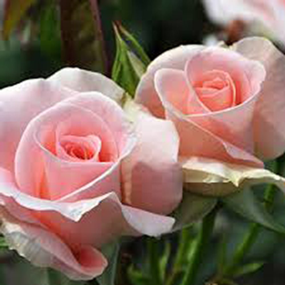 Trandafir Teahibrid roz Summer Lady, inflorire repetata