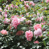 Trandafir Teahibrid Schone Maid - VERDENA-livrat in ghiveci plant-o-fix de 2L