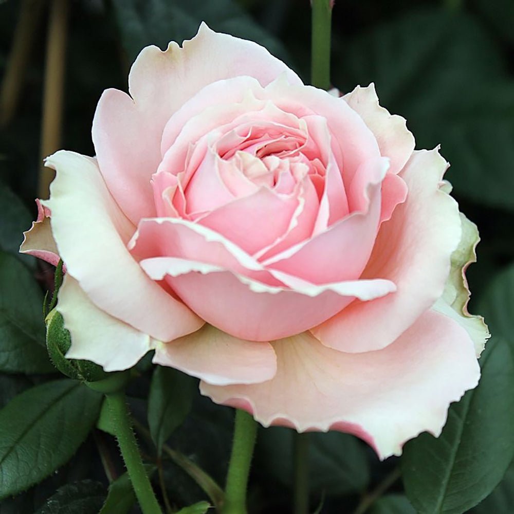 Trandafir Teahibrid roz-deschis Schoene Maid, cu parfum intens