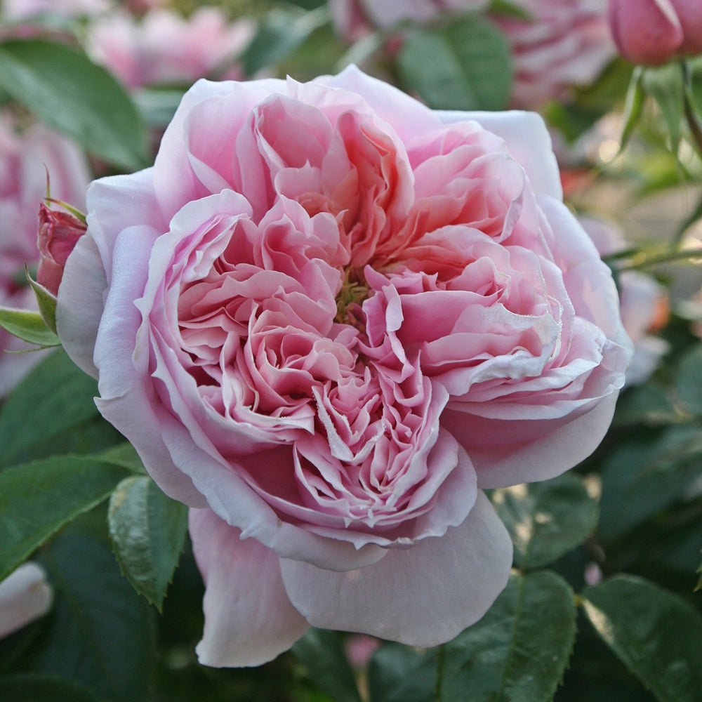 Trandafir Teahibrid roz-deschis Schoene Maid, cu parfum intens