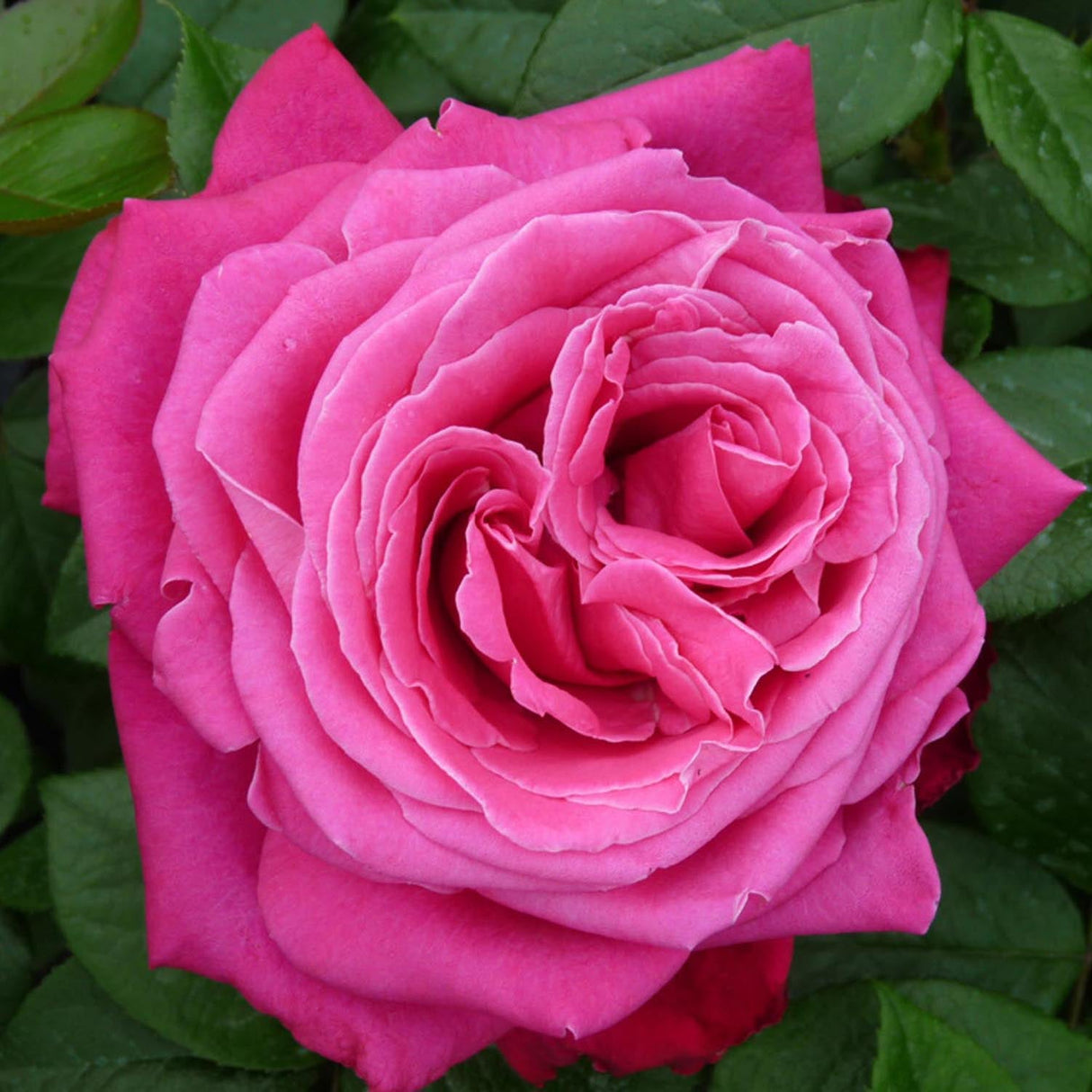 Trandafir Teahibrid violet-purpuriu Senteur Royale, cu parfum intens