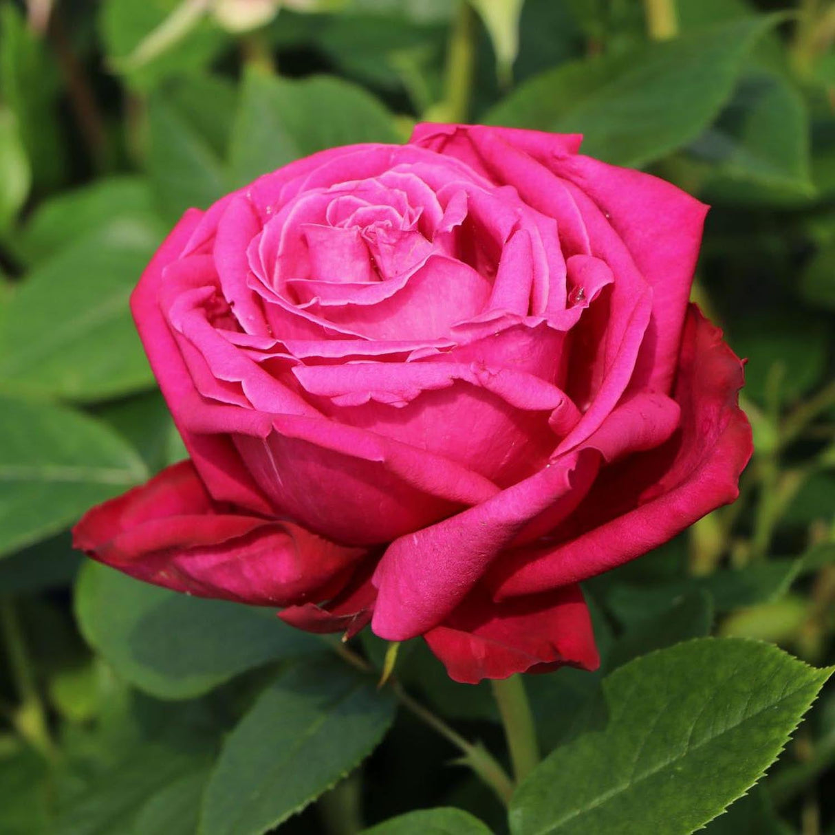 Trandafir Teahibrid violet-purpuriu Senteur Royale, cu parfum intens