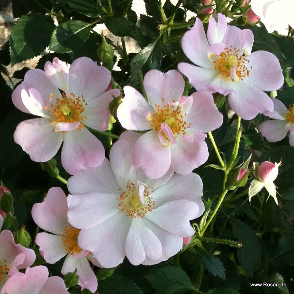 Trandafir Teahibrid roz Sternenhimmel, inflorire repetata