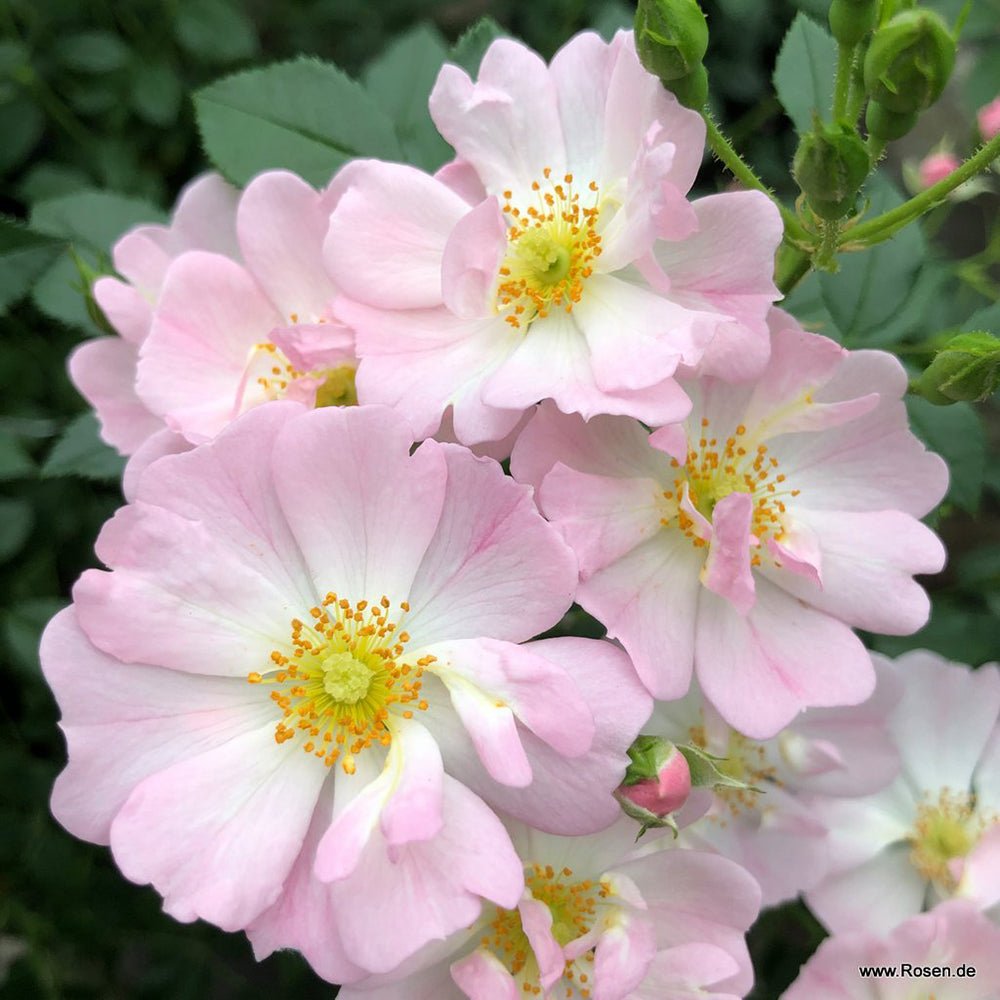 Trandafir Teahibrid roz Sternenhimmel, inflorire repetata