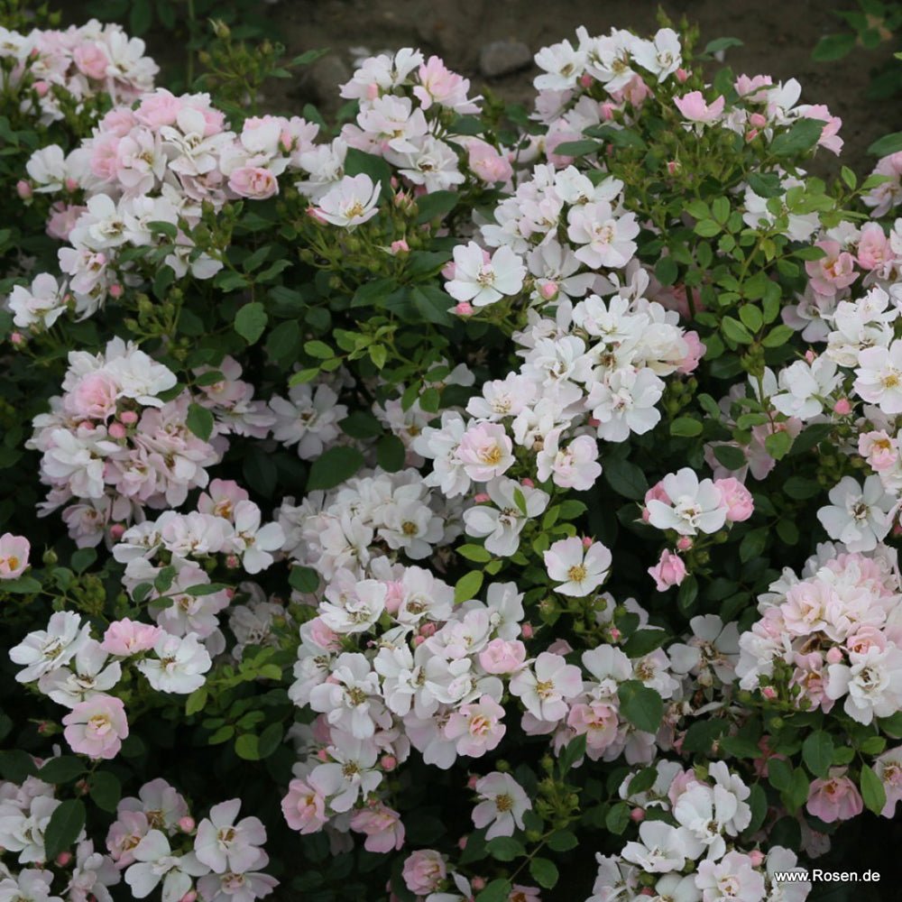 Trandafir Teahibrid roz Sternenhimmel, inflorire repetata