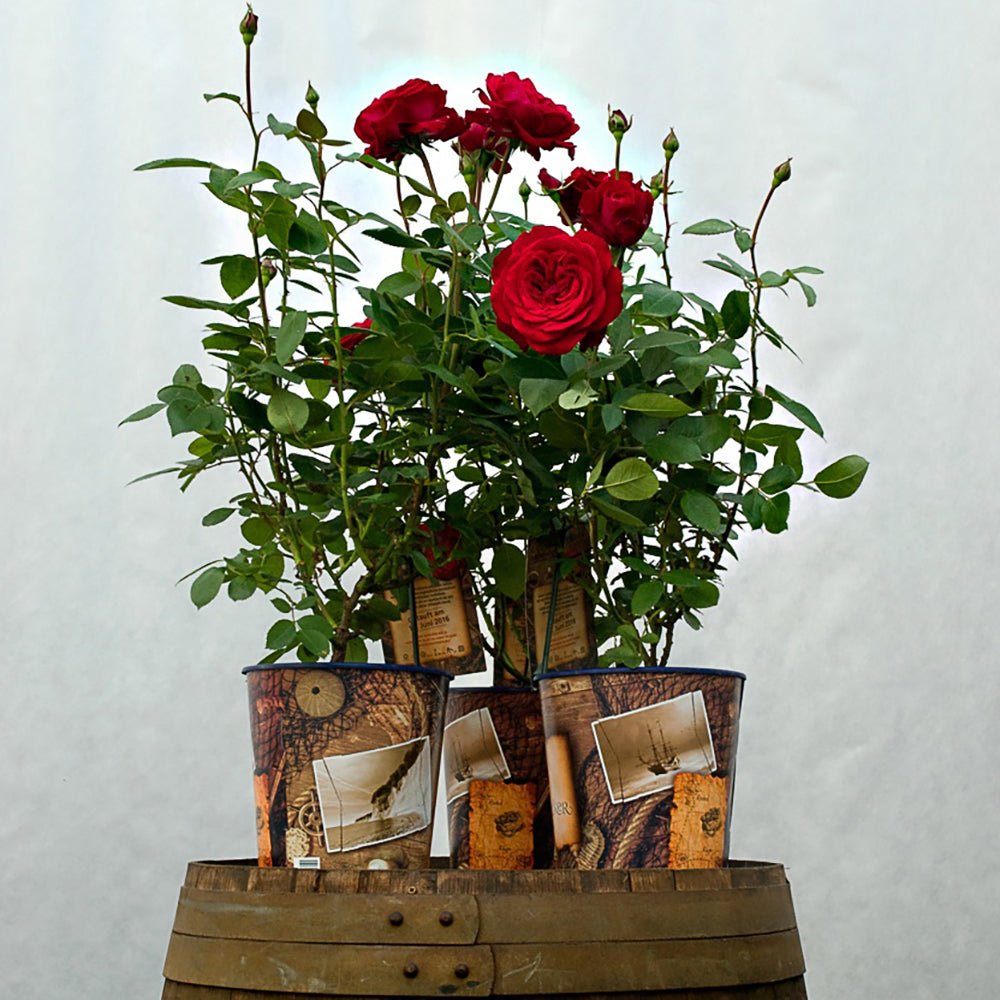 Trandafir Teahibrid rosu Stortebeker, parfum intens