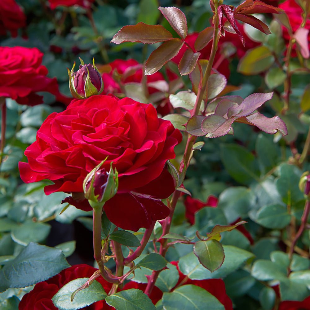 Trandafir Teahibrid rosu Stortebeker, parfum intens