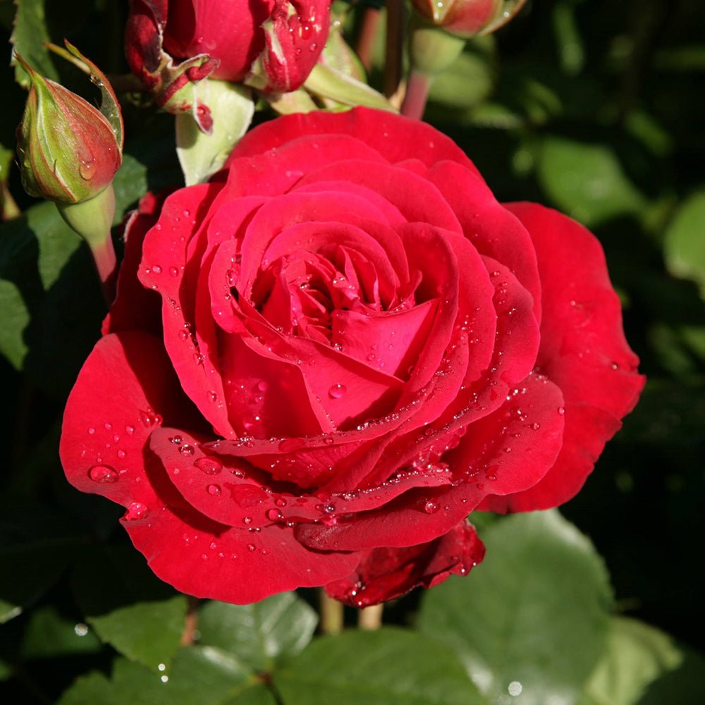 Trandafir Teahibrid rosu Stortebeker, parfum intens