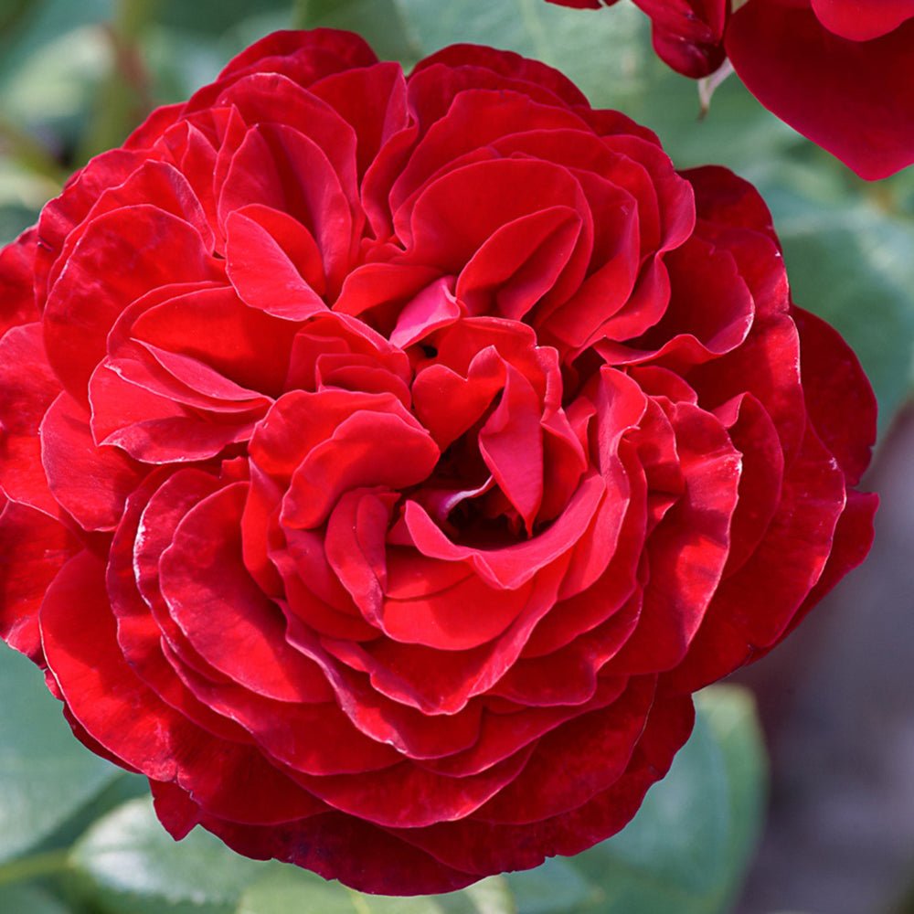 Trandafir Teahibrid rosu Stortebeker, parfum intens