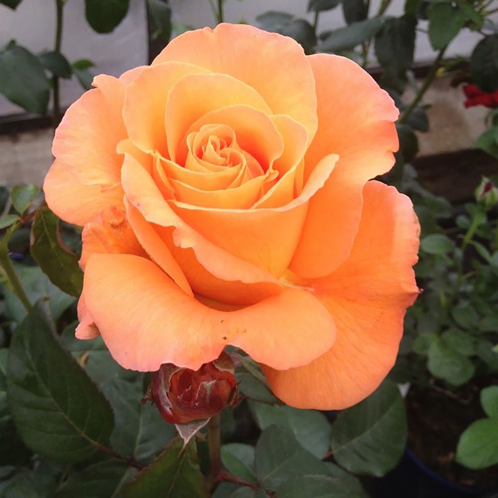 Trandafir Teahibrid portocaliu-auriu Tea Time, inflorire repetata