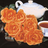 Trandafir Teahibrid Tea Time - VERDENA-livrat in ghiveci plant-o-fix de 2L