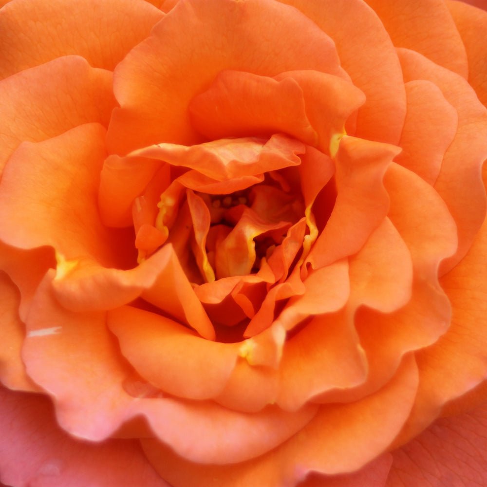 Trandafir Teahibrid portocaliu-auriu Tea Time, inflorire repetata