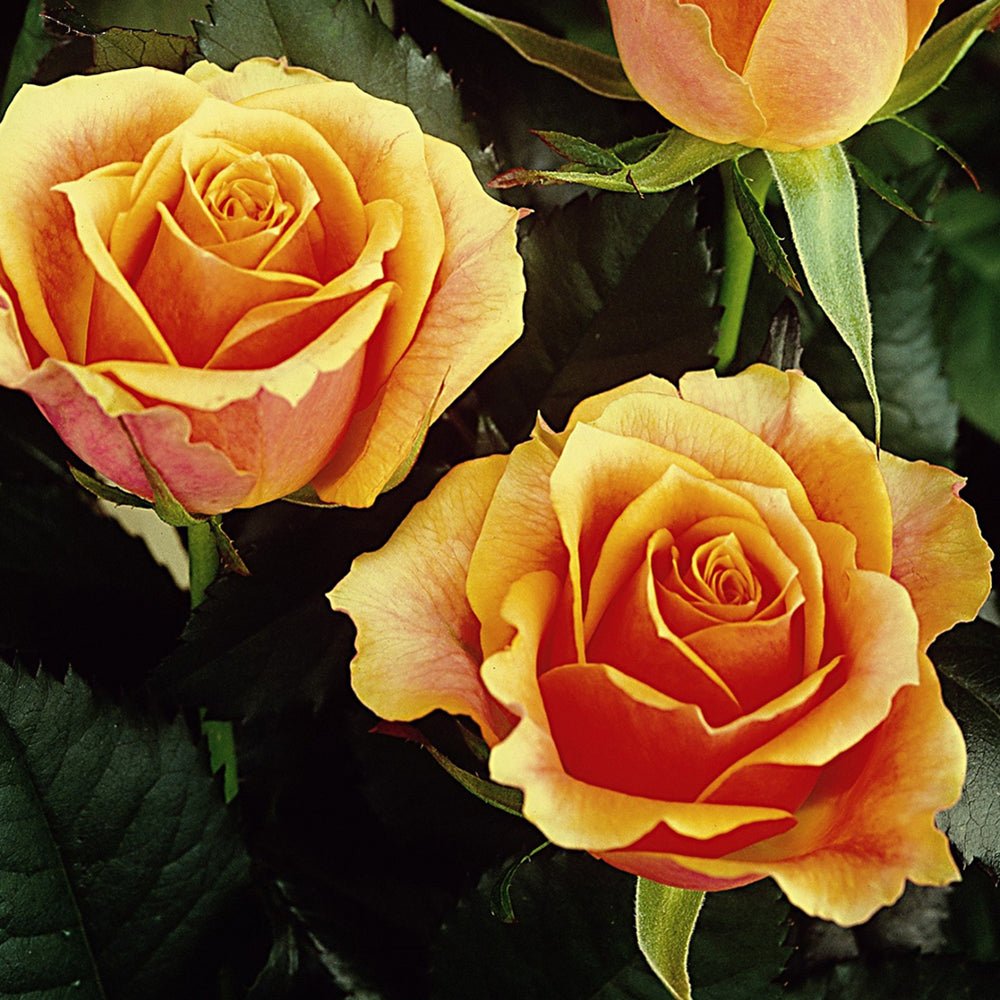 Trandafir Teahibrid portocaliu-auriu Tea Time, inflorire repetata