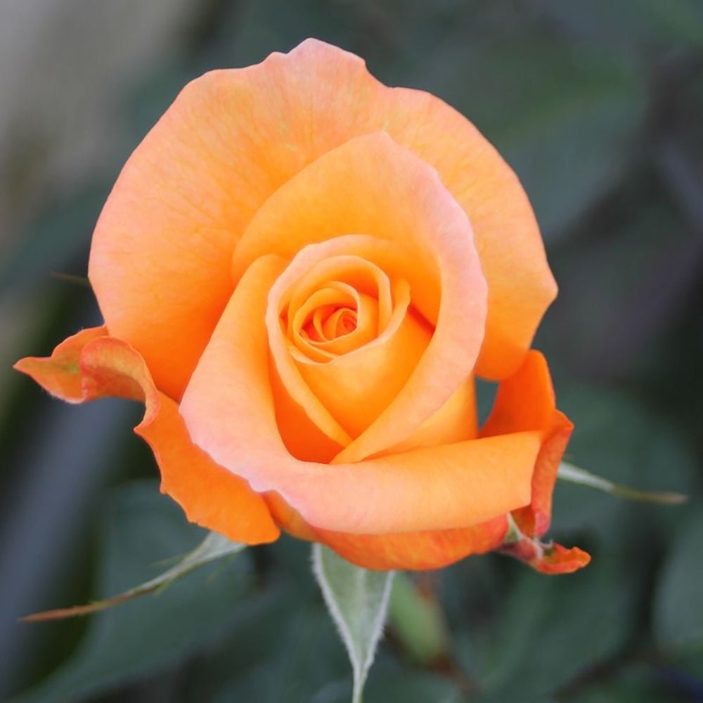 Trandafir Teahibrid portocaliu-auriu Tea Time, inflorire repetata