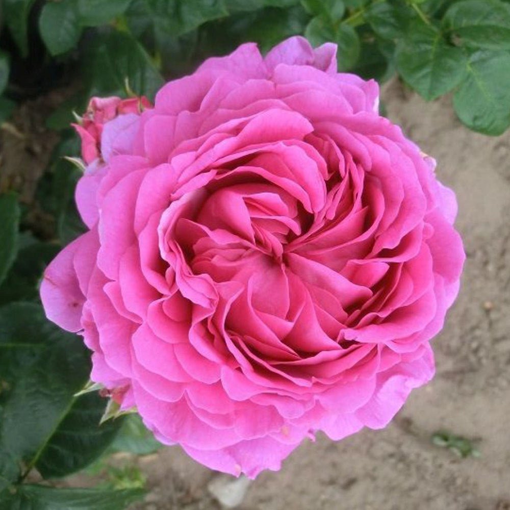 Trandafir Teahibrid violet-inchis Anuschka, parfum intens