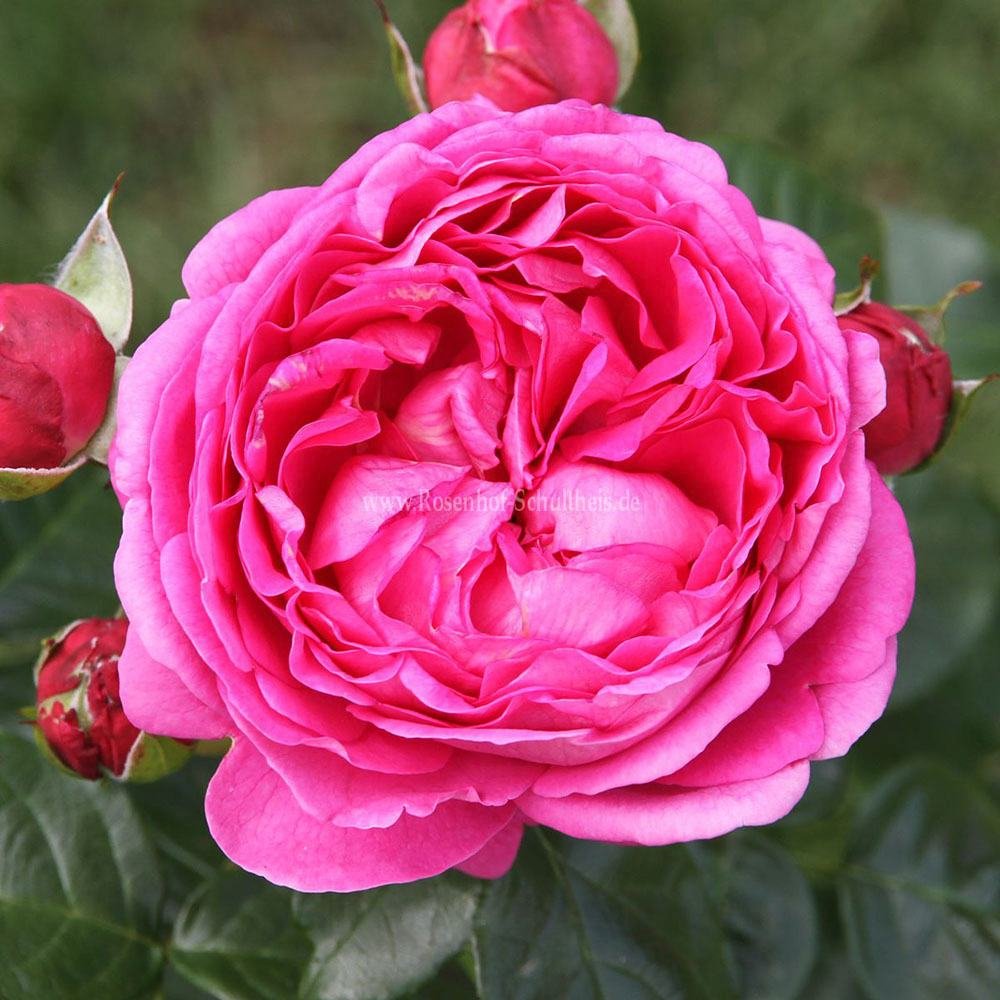 Trandafir Teahibrid violet-inchis Anuschka, parfum intens