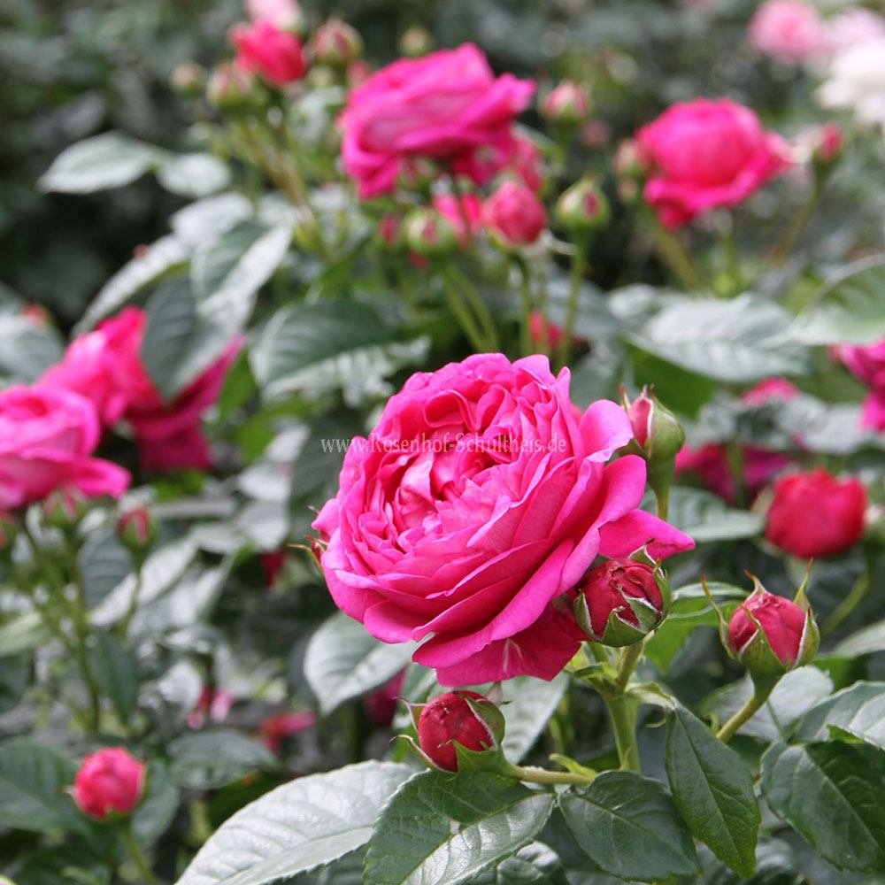 Trandafir Teahibrid violet-inchis Anuschka, parfum intens