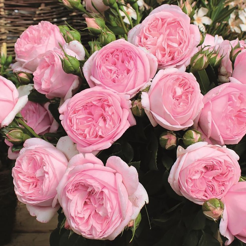 Trandafir Teahibrid roz Voyage, inflorire repetata