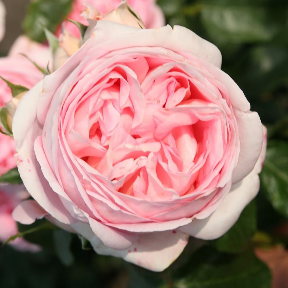 Trandafir Teahibrid roz Voyage, inflorire repetata