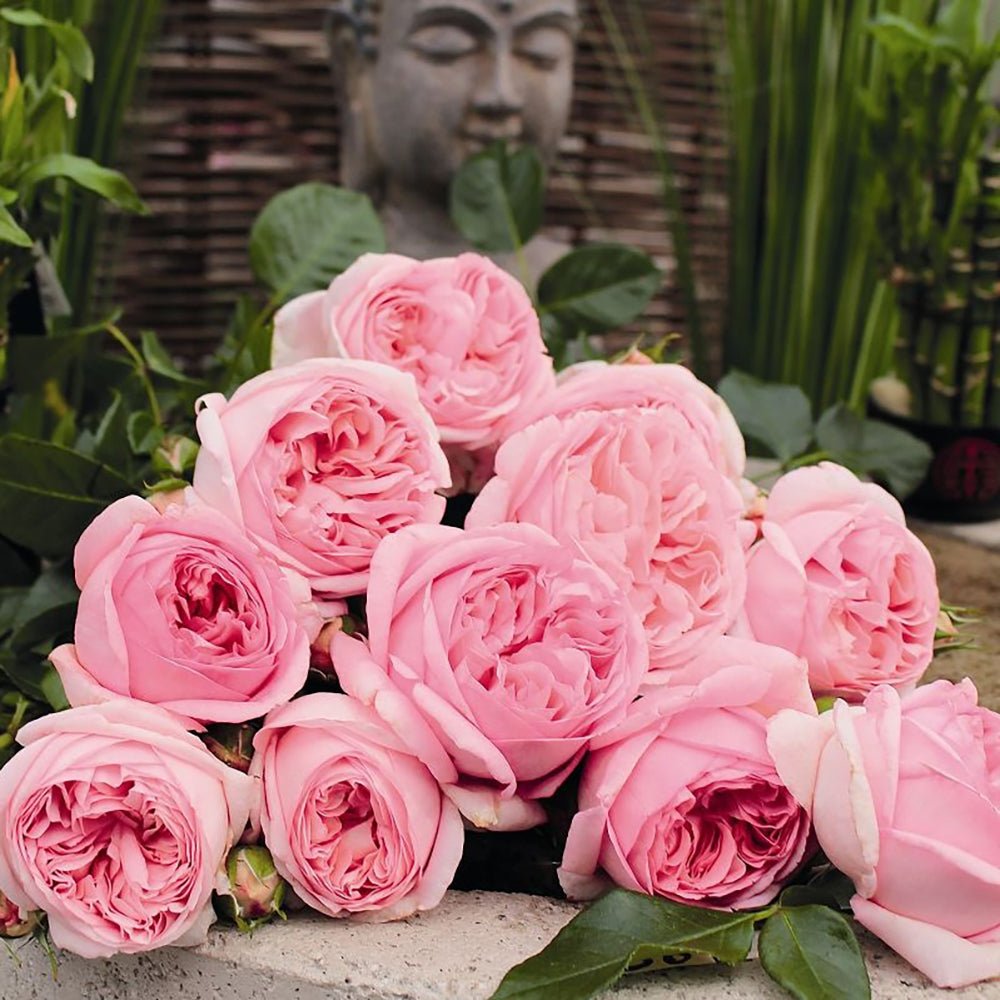 Trandafir Teahibrid roz Voyage, inflorire repetata