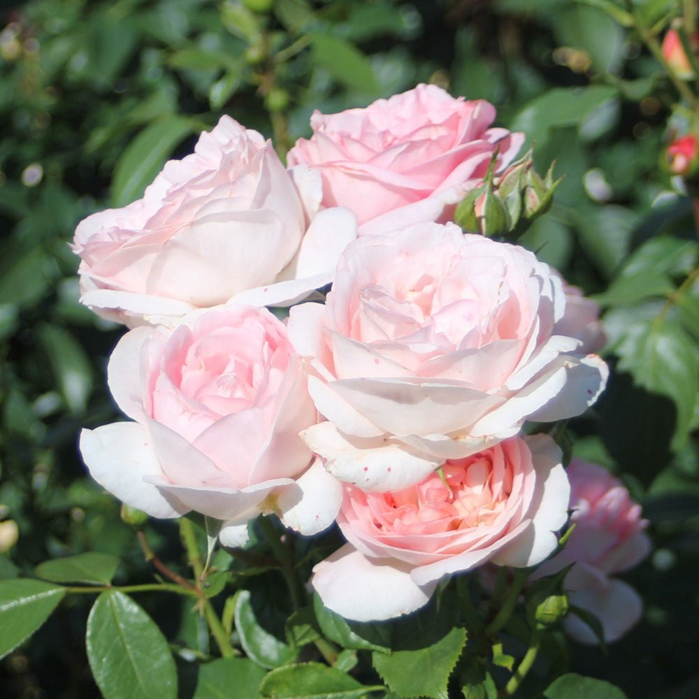 Trandafir Teahibrid roz Voyage, inflorire repetata