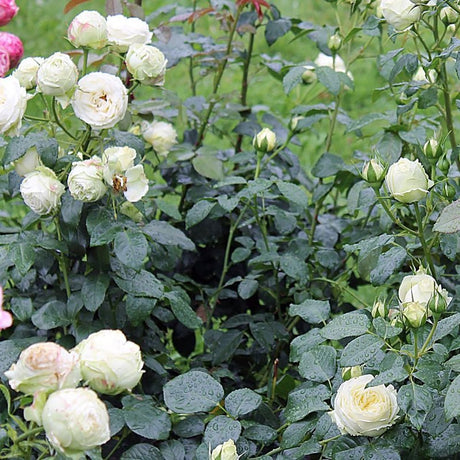 Trandafir Teahibrid Wedding Piano - VERDENA-livrat in ghiveci plant-o-fix de 2L