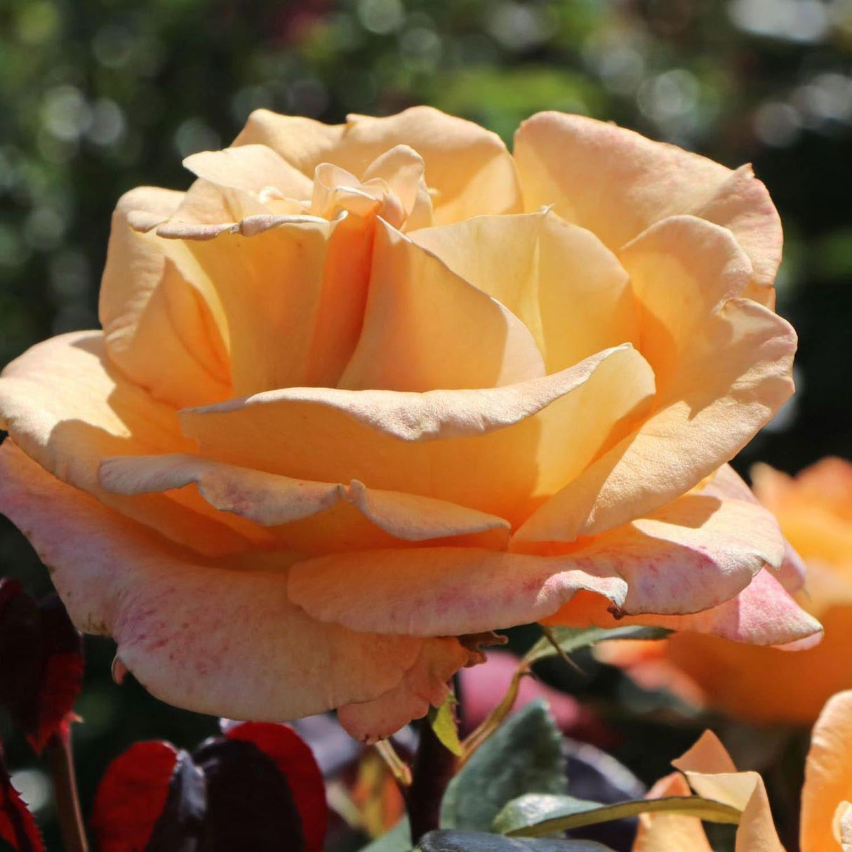 Trandafir Teahibrid caramel-bronz cald Whisky, parfum intens