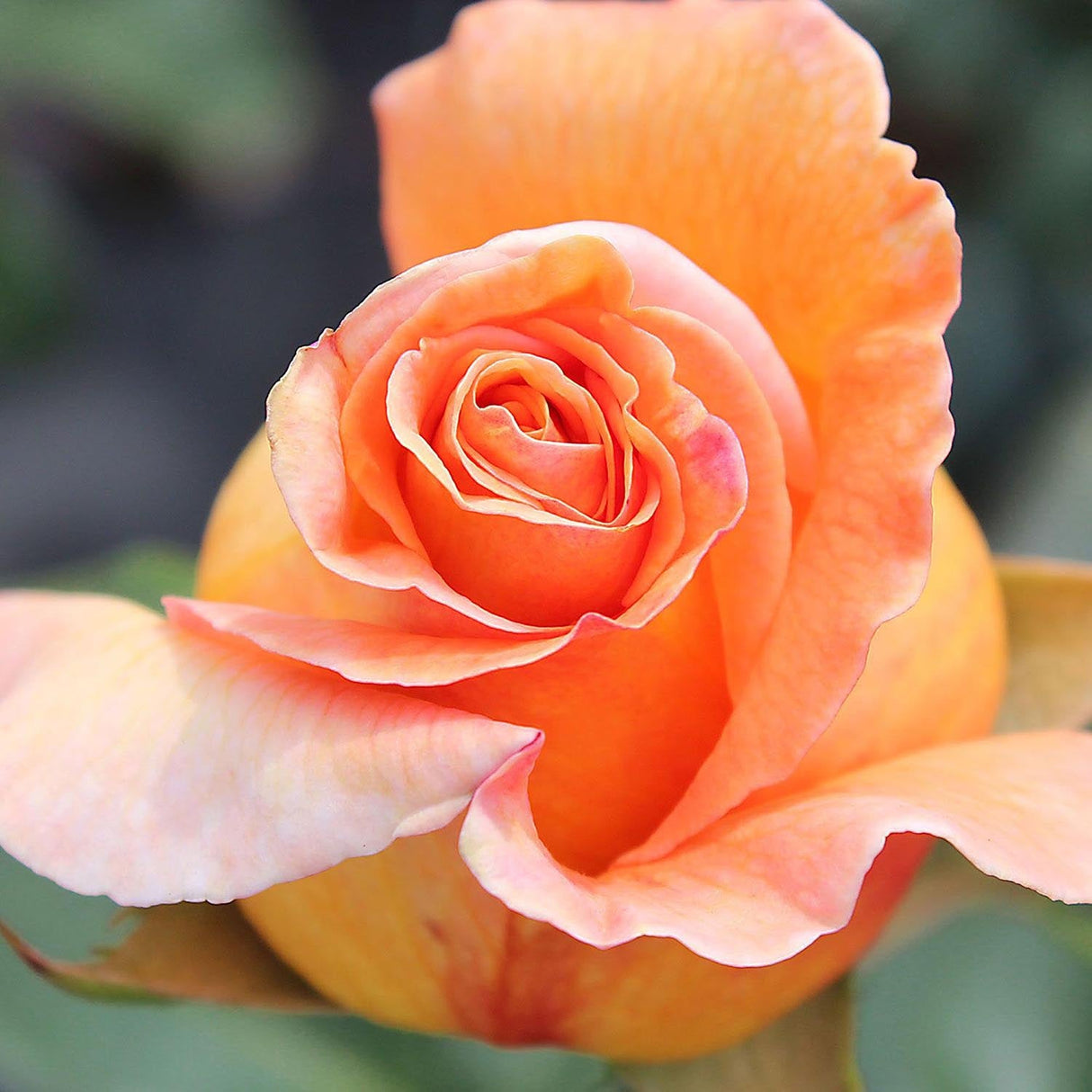 Trandafir Teahibrid caramel-bronz cald Whisky, parfum intens