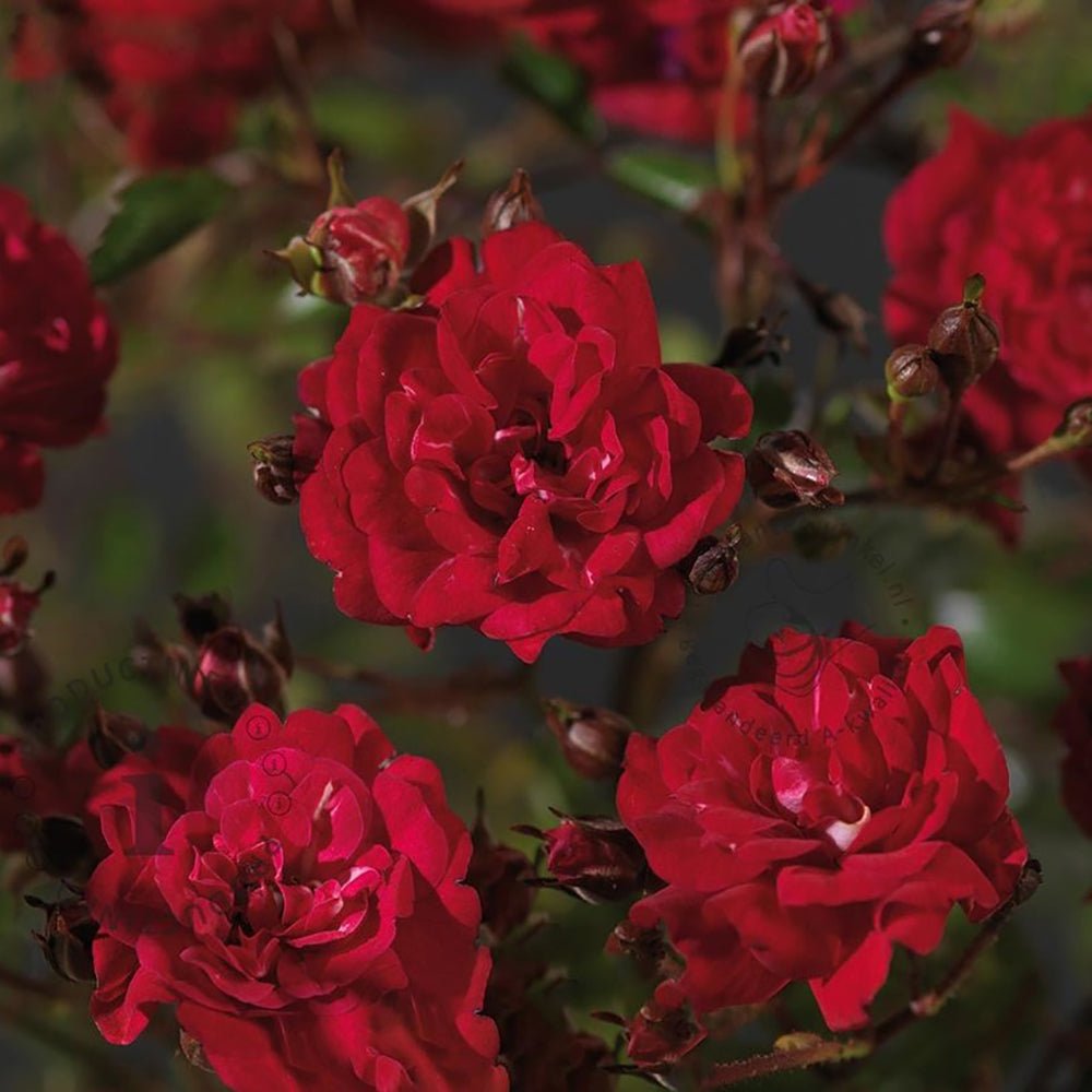 Trandafir tarator rosu The Fairy King, inflorire repetata