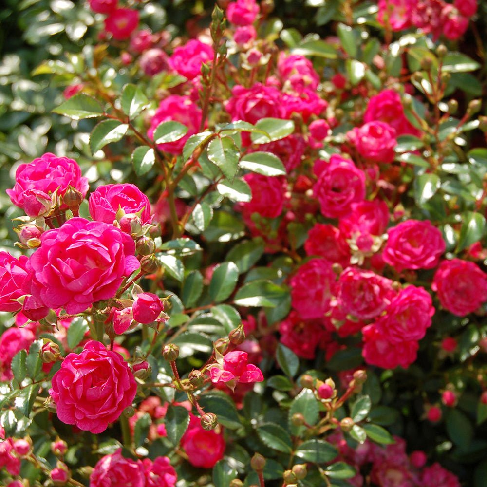 Trandafir The Lovely Fairy - VERDENA-livrat in ghiveci de 2 L