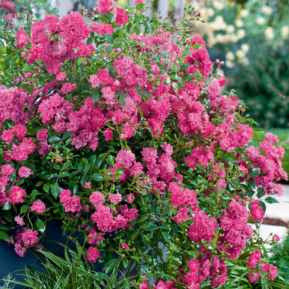 Trandafir Pomisor roz-magenta The Lovely Fairy, inflorire repetata