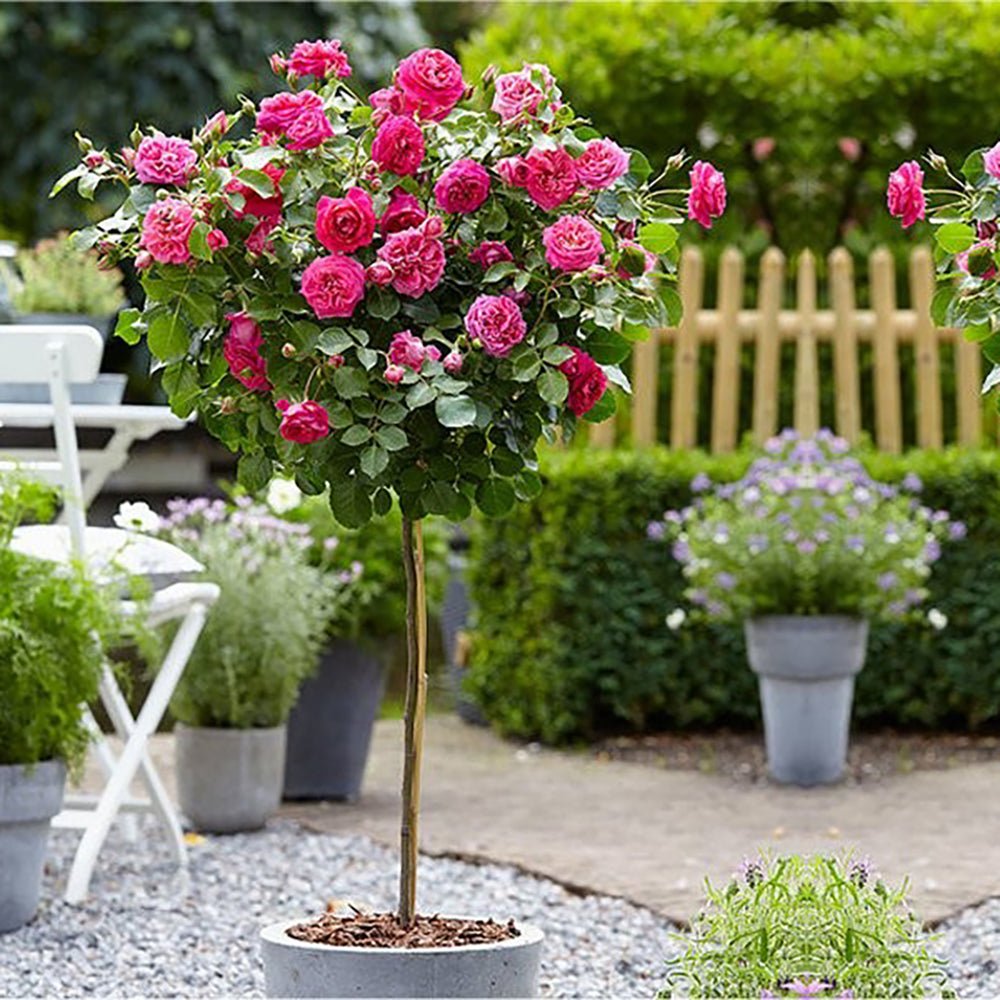 Trandafir Pomisor roz-magenta The Lovely Fairy, inflorire repetata