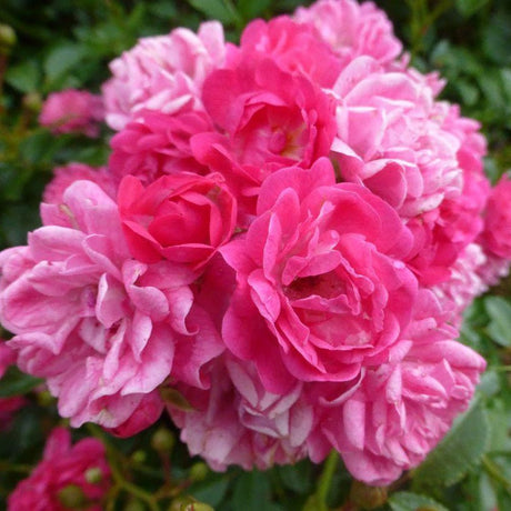 Trandafir The Lovely Fairy - VERDENA-30 cm inaltime livrat in ghiveci de 3 L