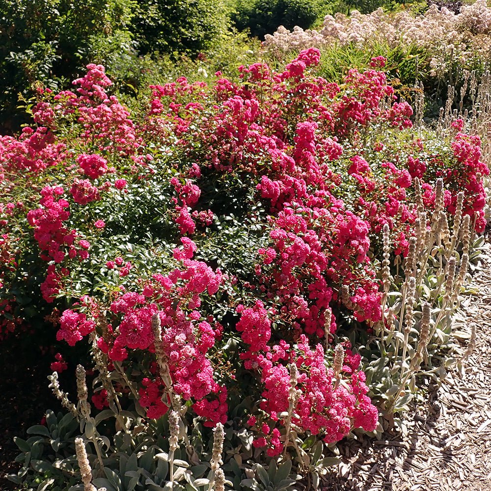 Trandafir Pomisor roz-magenta The Lovely Fairy, inflorire repetata