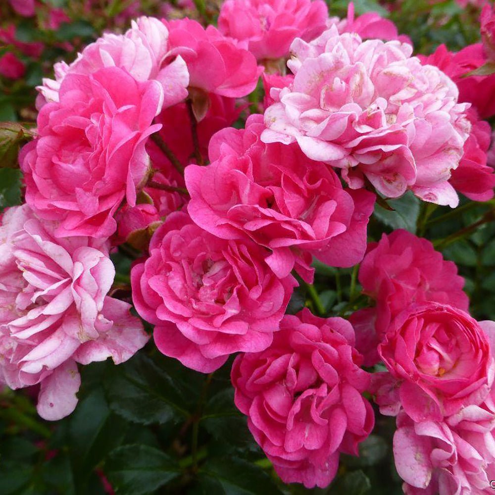 Trandafir tarator roz-magenta The Lovely Fairy, inflorire repetata