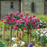 Trandafir The Lovely Fairy - VERDENA-Tulpina de 60 cm inaltime livrat in ghiveci de 5 L