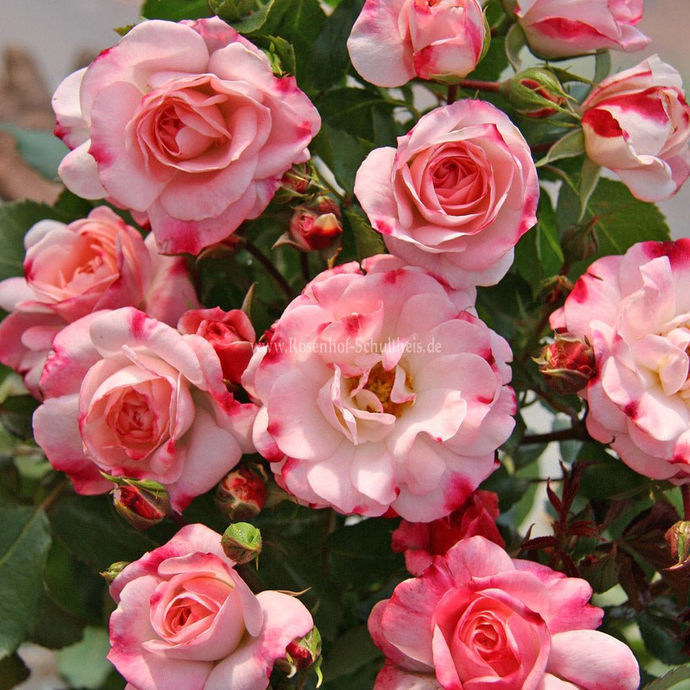 Trandafir Tufa alb cu marginii rosii Rosenstadt Freising, inflorire repetata