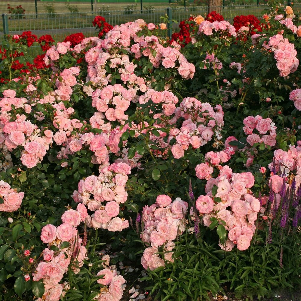 Trandafir Tufa alb cu marginii rosii Rosenstadt Freising, inflorire repetata