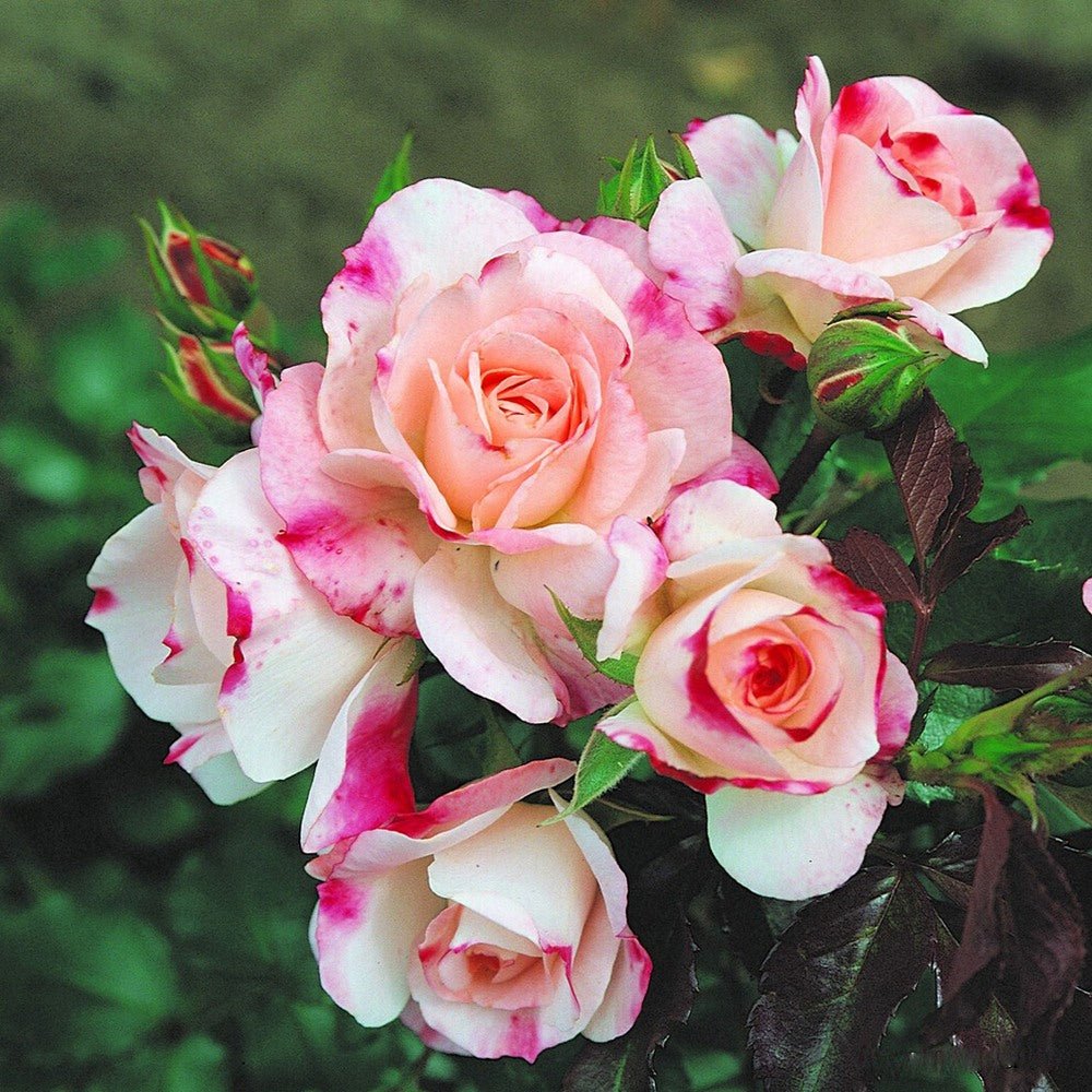 Trandafir Tufa alb cu marginii rosii Rosenstadt Freising, inflorire repetata