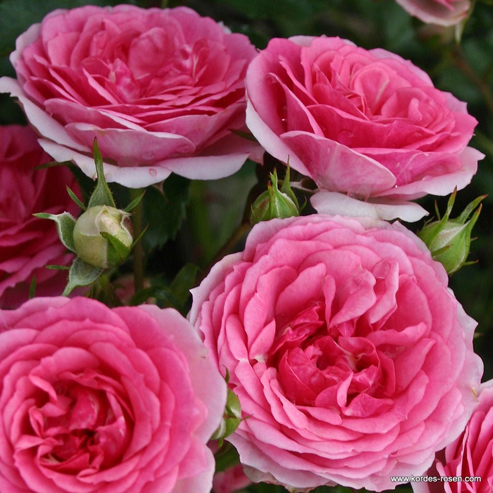 Trandafir Tufa roz Amica, inflorire repetata