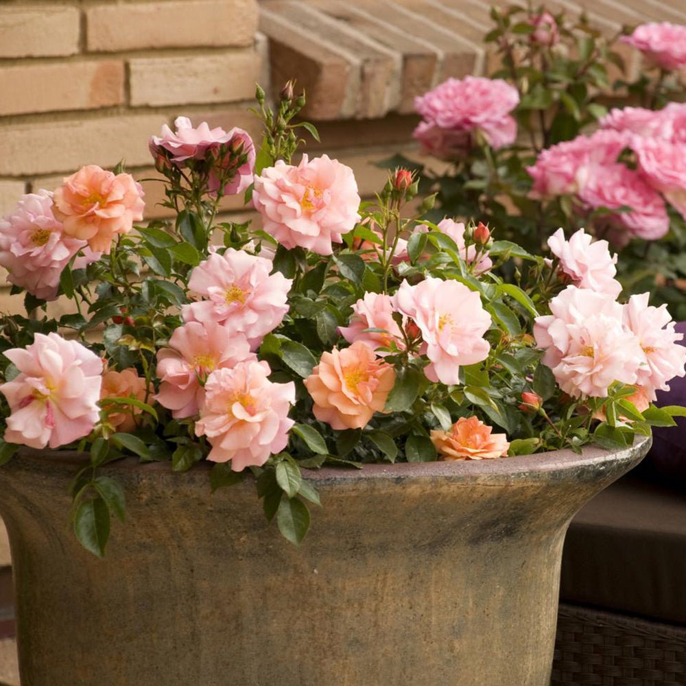 Trandafir Tufa cais-roz Aprikola, inflorire repetata