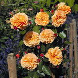 Trandafir Tufa Arabia - VERDENA-livrat in ghiveci plant-o-fix de 2L