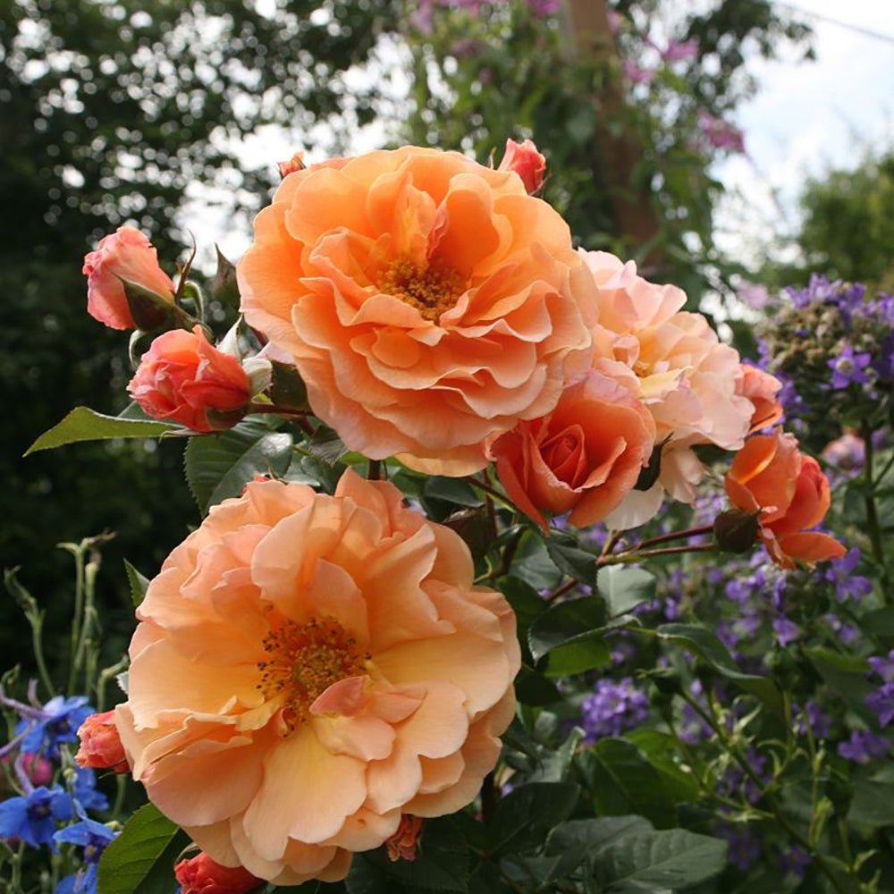 Trandafir Tufa portocaliu- inchis Arabia, parfum intens